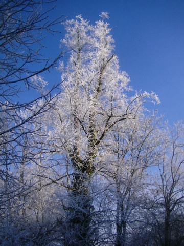 Frozen tree 1.JPG